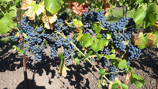 Hrozny v srpnu