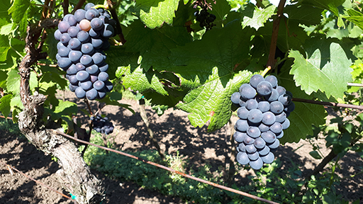 Hrozny v srpnu