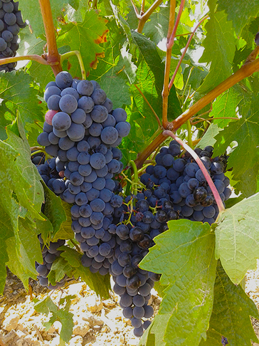 Hrozny před sklizní