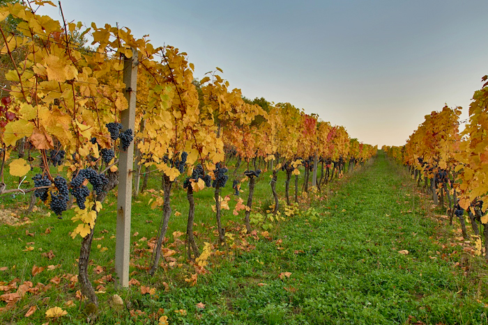 Vinice před sklizní